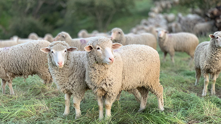 Xero Support for a Local Sheep Farmer